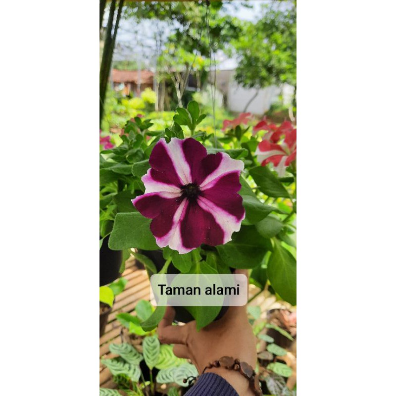 tanaman hias bunga petunia - tanaman gantung petunia