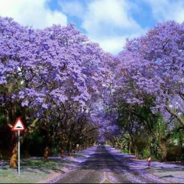 Tabebuya bunga ungu tinggi 1 meter