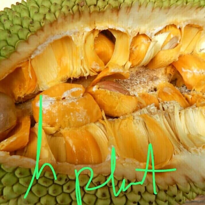 bibit pohon cempedak nangka cempedak