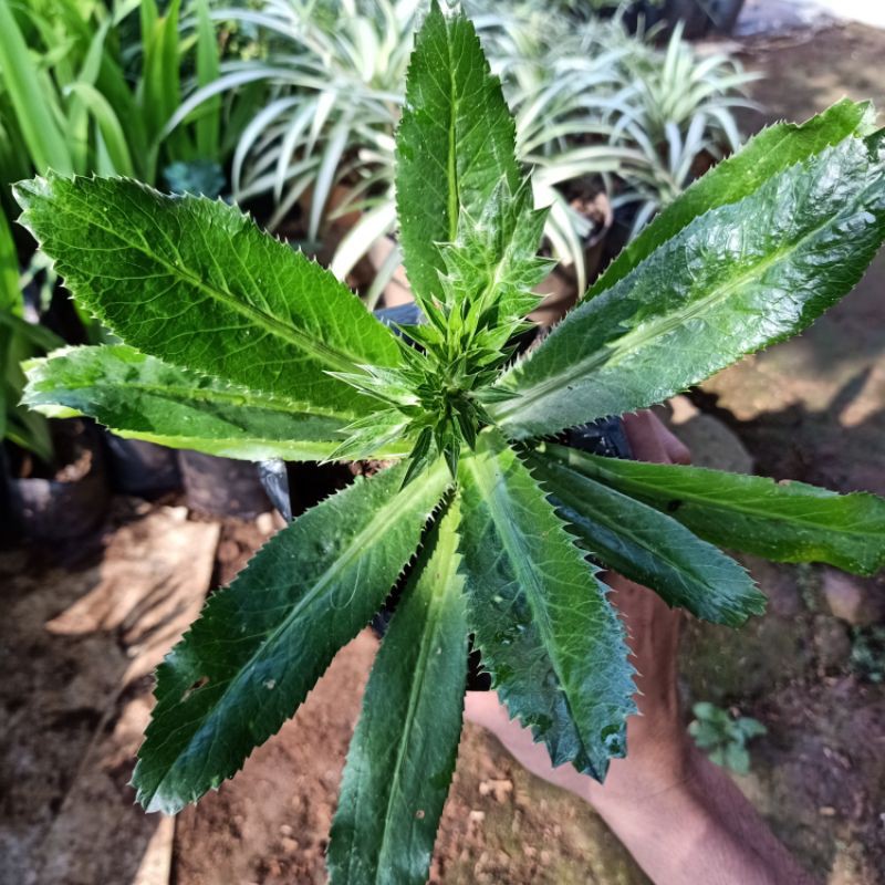 Walang Sangit / Pohon Walang Sangit