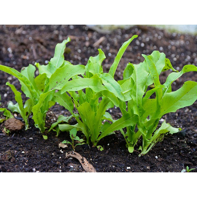 Benih Bibit Biji - Fumak Siomak Hijau Selada Wangi Pointed Leaf Sword Lettuce Seeds - Panen Dalam 35 Hari