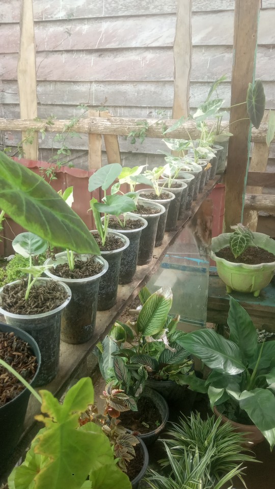 Insect Net (screen Net) Hijau Lebar 1 Meter