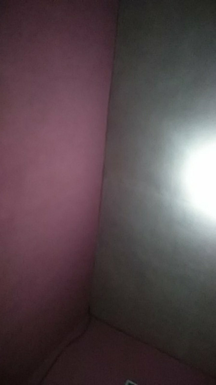 Tanaman Hias Brokoli Kuning