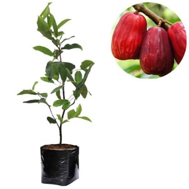 Bibit Jambu jamaika - tanaman jambu air jamaika super