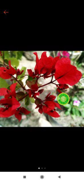 Tanaman Hias Bougenville Singapur Varigata Sudah Berakar. Bogenvile