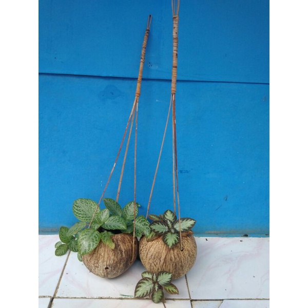 pot gantung alami/tempurung kelapa