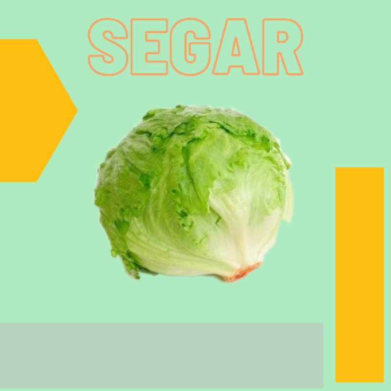 

1000gram/1kg Selada Head lattuce sayuran egar Bandung Makanan segar Sayur Organik Selada sayur