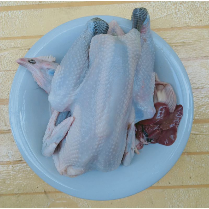 

ayamkampungfresh/segar