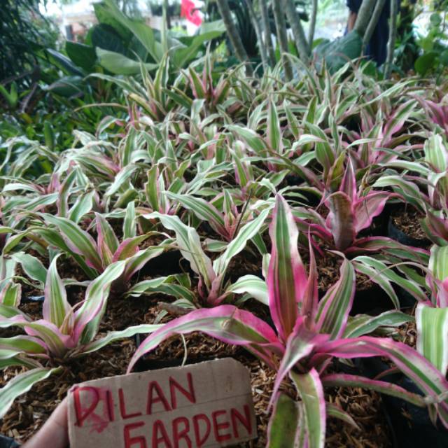 Bromelia Tricolor/pohon nanas hias mini