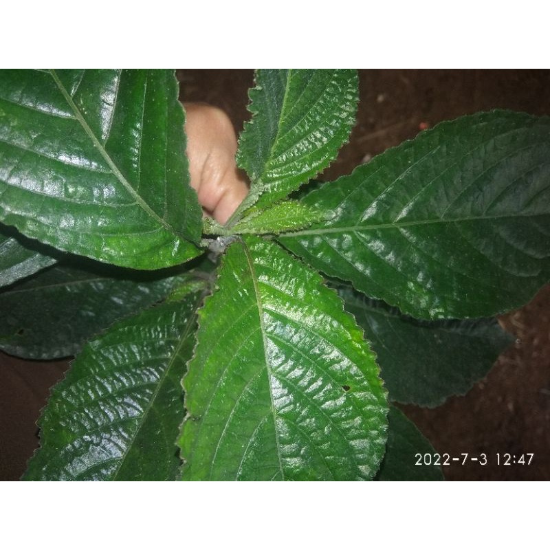 

paket hemat 300 gram