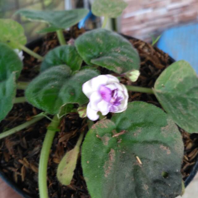 african violet putih
