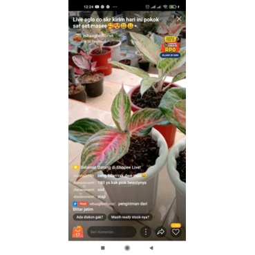 aglo pink beauty kak diana