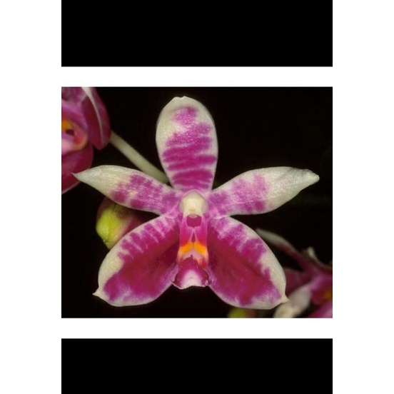 anggrek phalaenopsis modesta