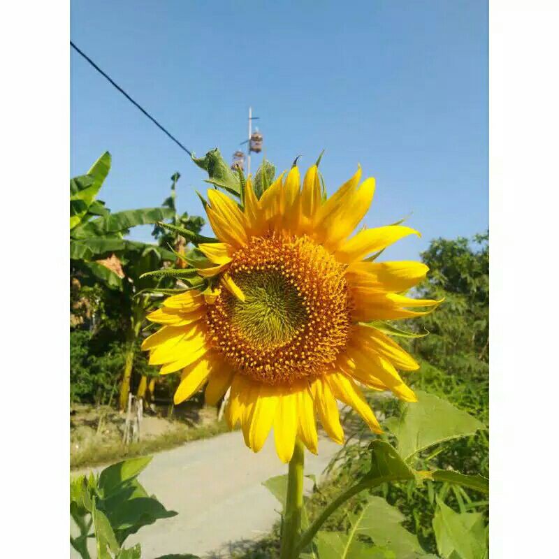 Benih Biji Bunga Matahari Kuaci Original