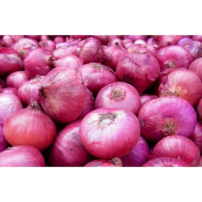 Bibit Benih Biji Sayur Bawang Merah - Bibit Tanaman Pohon Bawang Merah - Biji Umbi Bawang Merah -COD