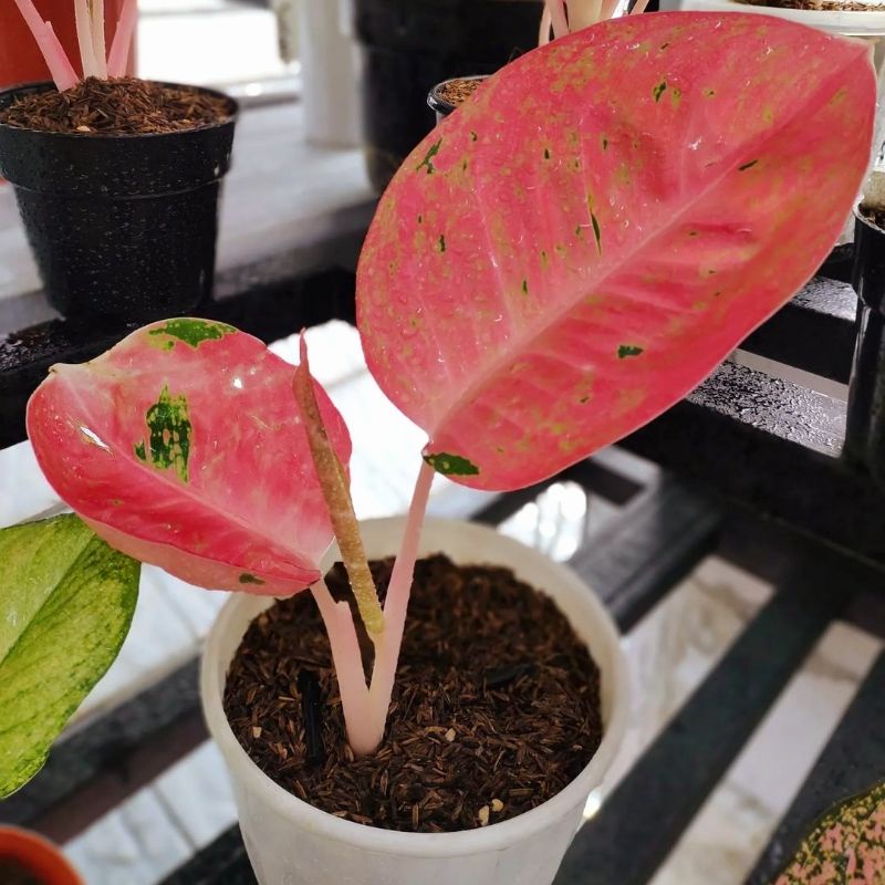 Aglonema big roy mutasi cantik || BUKAN BONGGOL - tanaman hias hidup - bunga hidup - bunga aglonema - aglaonema merah - aglonema merah - aglonema murah - aglaonema murah