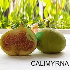 Bibit Buah Tin KalimirnA FC