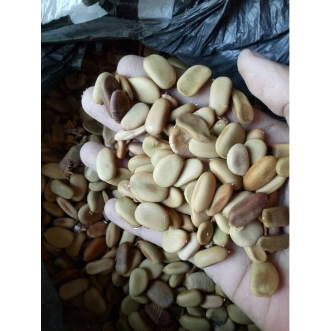 Benih Biji Pohon Kayu Secang Banyak Manfaat
