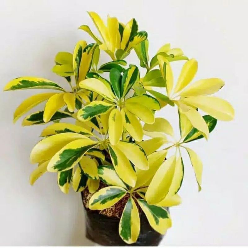 walisongo varigata (Heptapleurum actinophyllum) - Tanaman hias walisongo golden varigata / daun wali