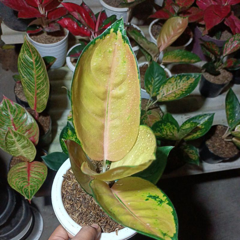SULTAN BRUNEI/ AGLAONEMA SULTAN BRUNAI DEWASA SB SULTAN BRUNEI MURAH
