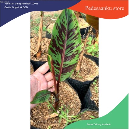 Pisang hias varigata merah blood banana (Musa acuminata var. zebrina)