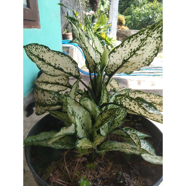 Aglonema Snow White Anakan Murah Meriah