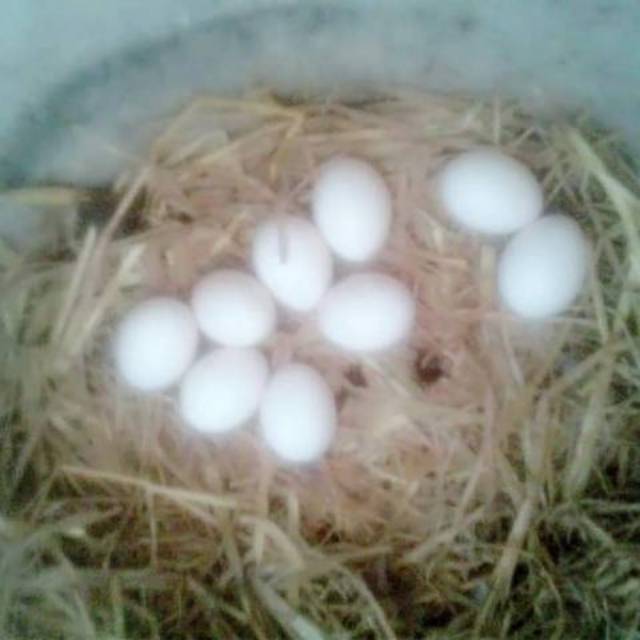 Telur Fertil Ayam Oshamo Eropa