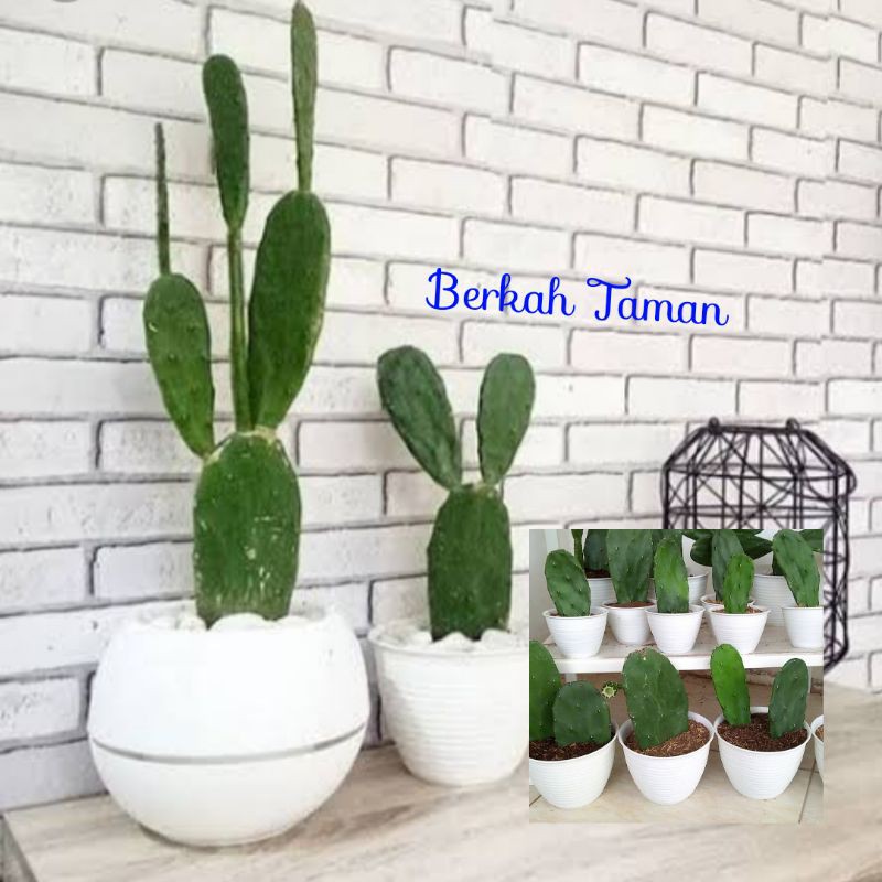 tanaman hias kaktus centong. pohon hias kaktus centong poto reall.. pohon tanaman hias