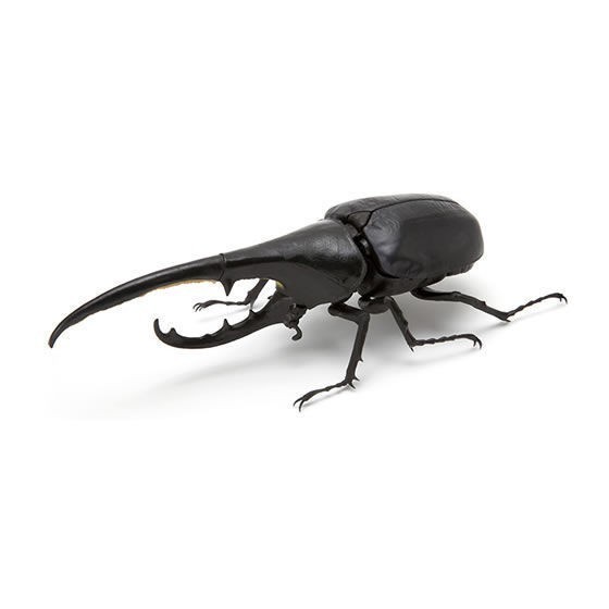 Hercules Black Rhino Beetle Kumbang Badak Kabutomushi Ikimono Figure