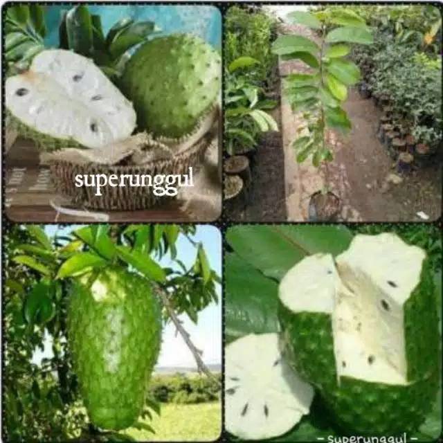 

Sirsak madu