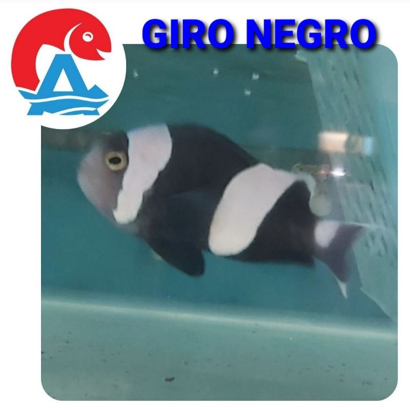 Ikan Hias Laut Giro Negro