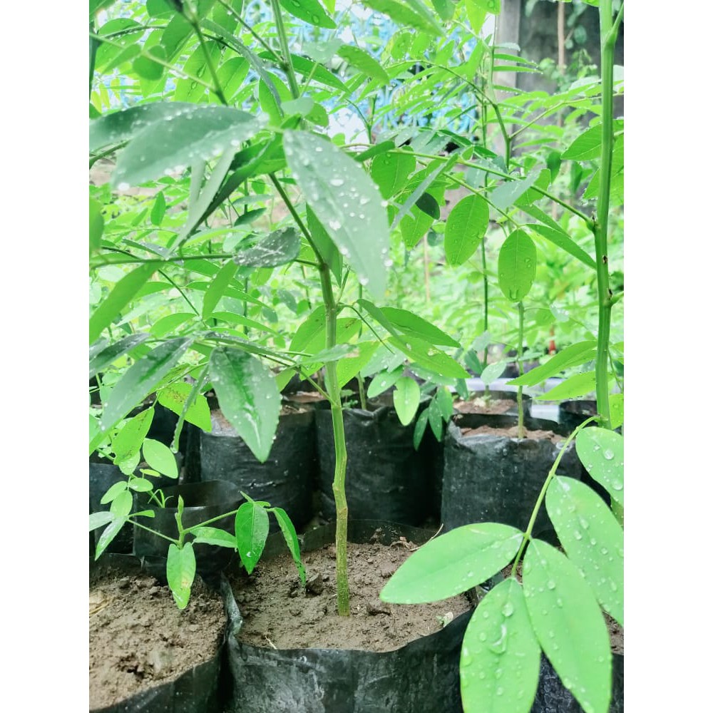

Daun Indigofera Untuk Ternak Segar Ya 100 Gram