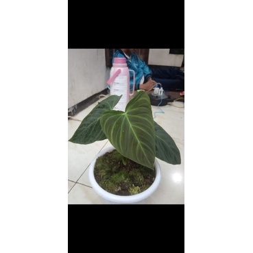 paket tanaman splendid, aglonema red sumatra, cuprea