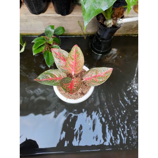 aglonema widuri lilin