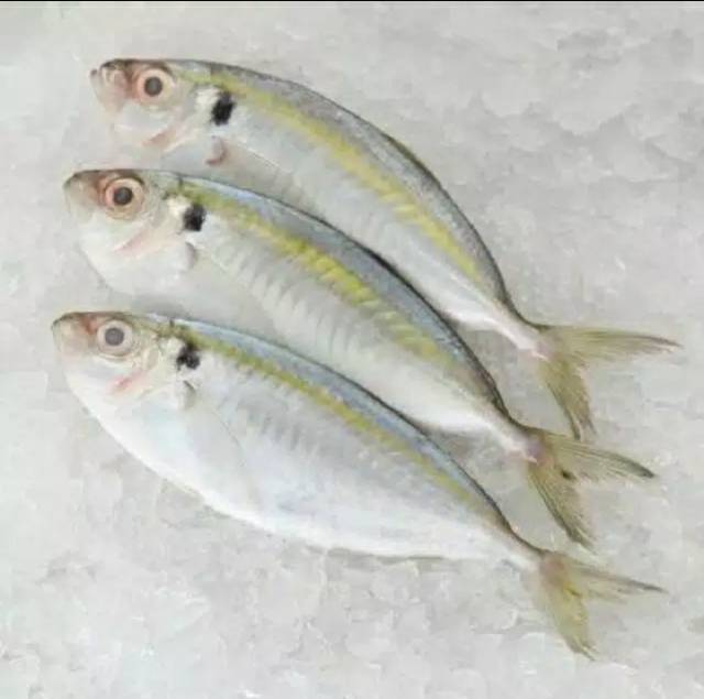 Udang / Ikan Tuna / Ikan Kembung Banjar/ Tongkol / Cumi / Cakalang / Selar Kuning