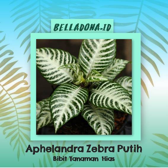 

Bibit Tanaman Aphelandra Zebra Putih