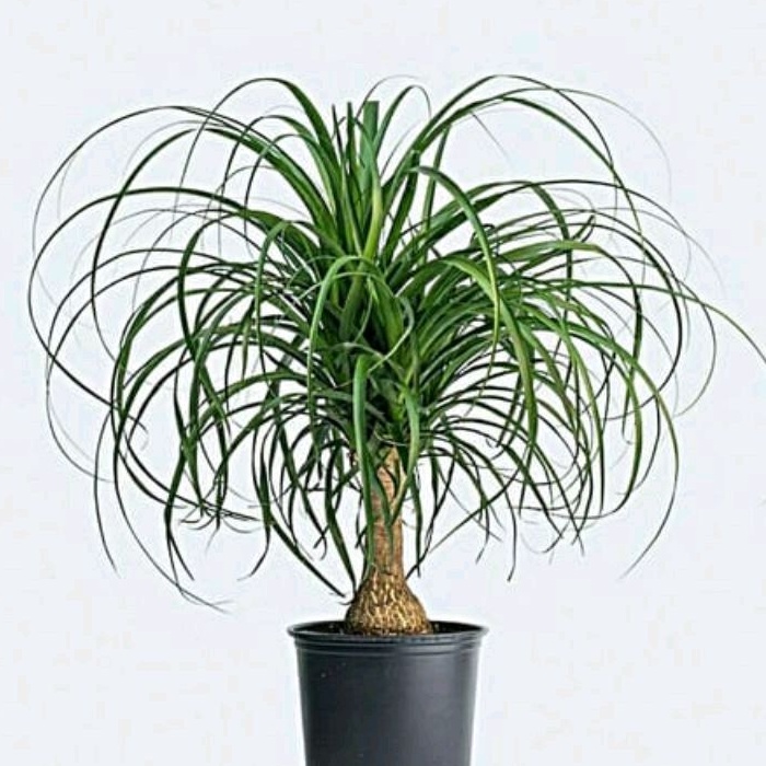 Tanaman Nolina Palem / Ponytail Palm / Palem Kuncir Kuda uk Sedang Sudah Berbonggol