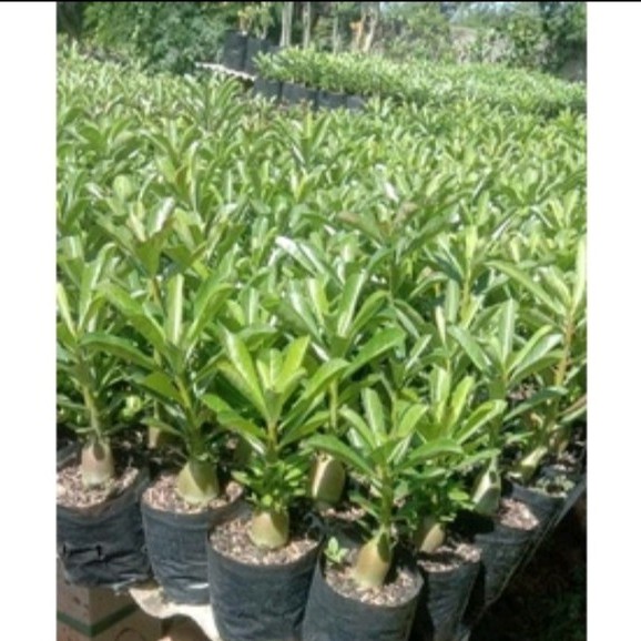 Bunga Murah Tanaman Hias Adenium Bunga Adenium Tumpuk Cantik Adeniun Tumpuk Hasil Grafting