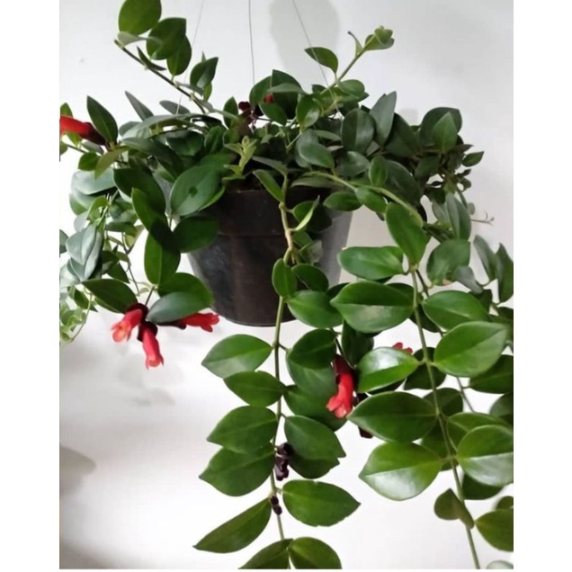 tanaman hias gantung rambat hidup lipstick bunga merah