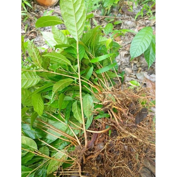 Bibit mahoni siap tanam, bibit kayu mahoni