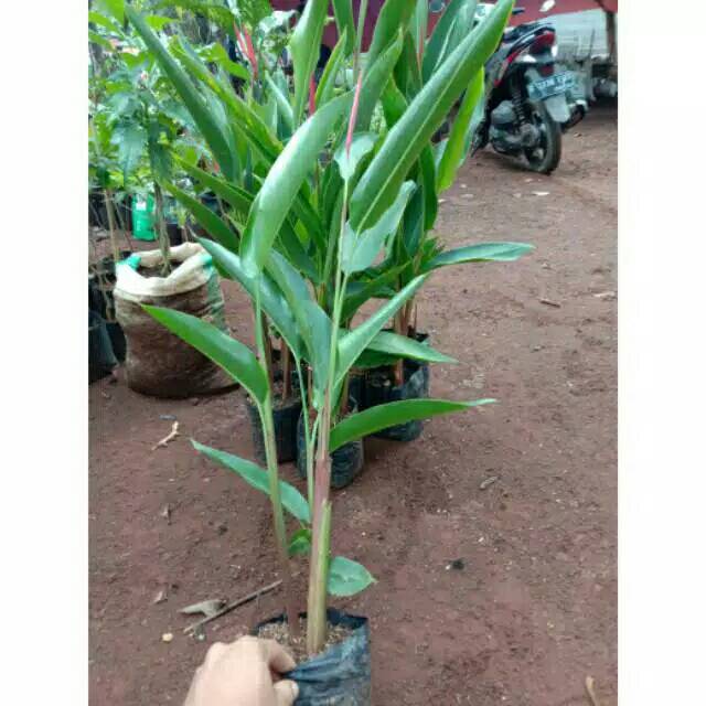 Tanaman hias-tanaman hias heliconia-pisang pisangan