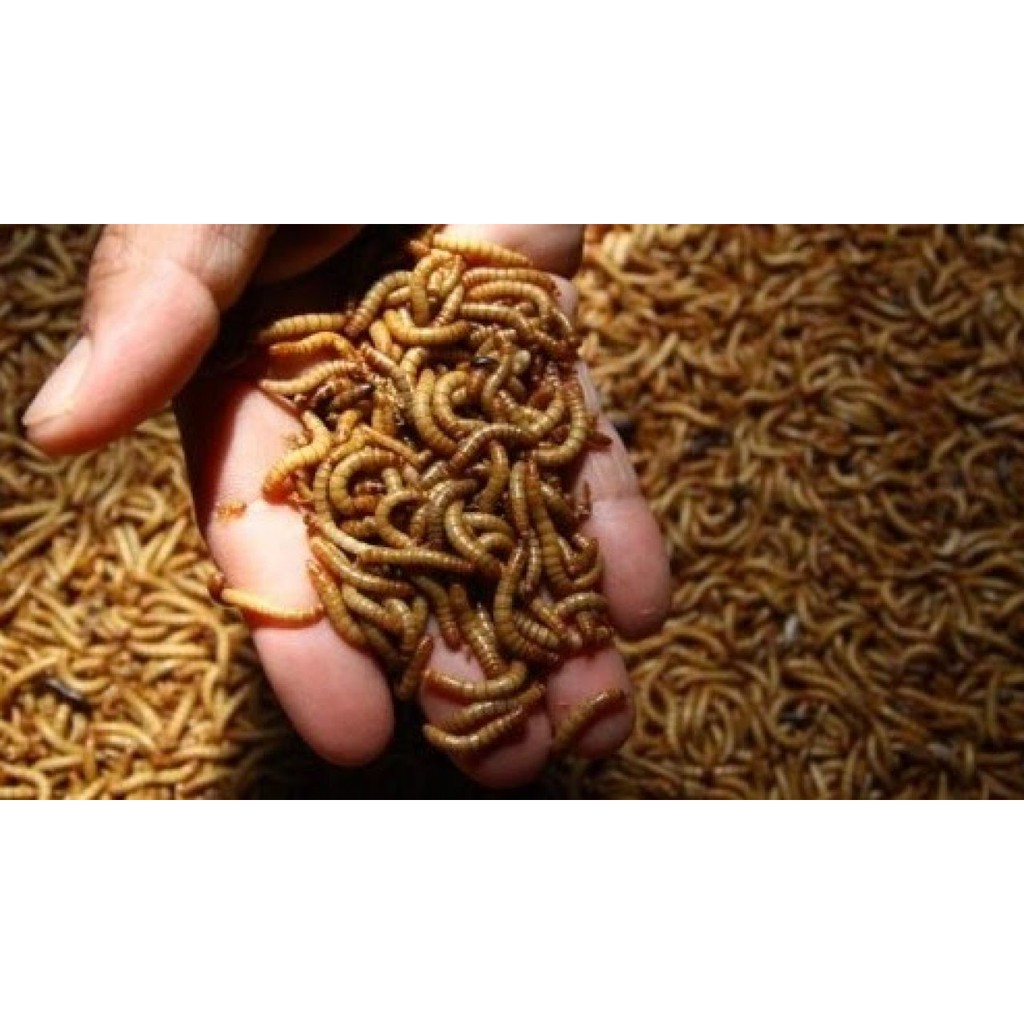 ULET HONGKONG - PAKAN BURUNG KACER MURAI DLL