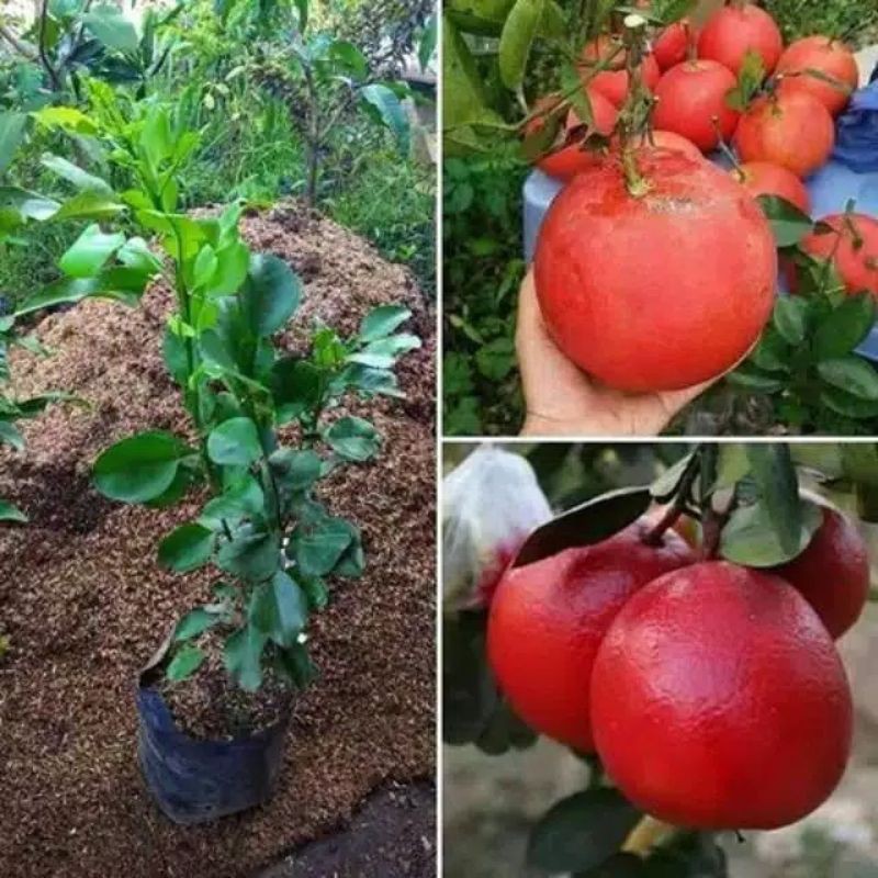 

bibit jeruk rid pamelo tinggi 75/90cm