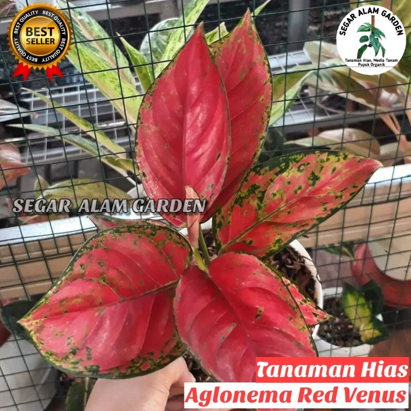 Tanaman Hias Aglonema Red Venus DEWASA