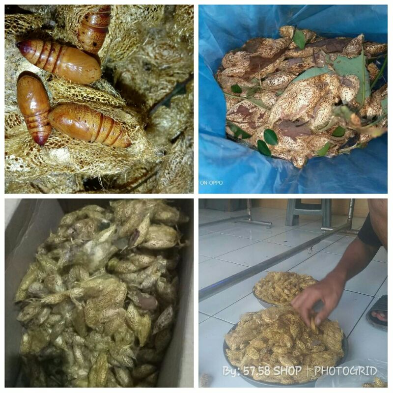 Kepompong Alpukat/Entung Alpukat Umpan bawal harian dan lomba