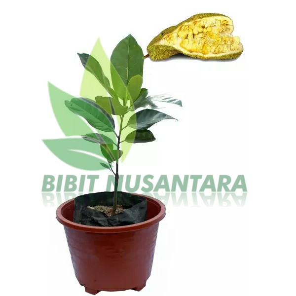 Promo Murah Bibit cempedak Siap Berbuah