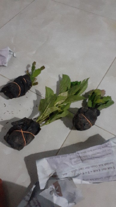 Tanaman Wijaya Kusuma Kepiting Ungu