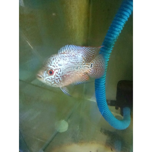 kamfa F2 ori thailand kualitas super