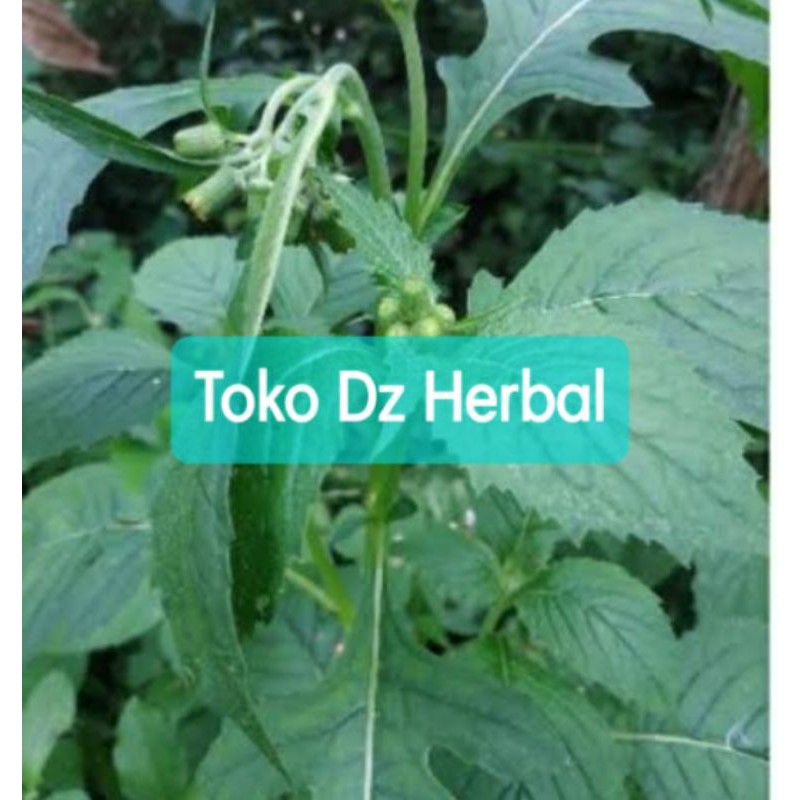 

Daun sintrong segar 500 gram / Sayuran sintrong segar-az