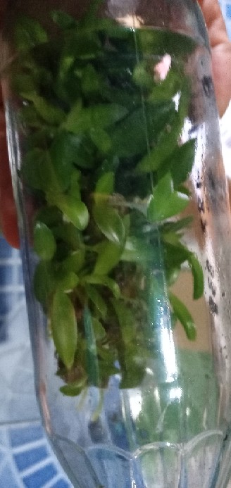 Anggrek Botol Dendrobium Melintir Hybrid